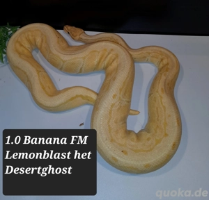Banana FM Lemonblast het DG