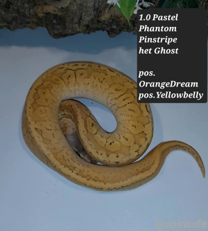 Verschiedene Königspythons