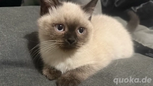 Bkh kitten abzugeben