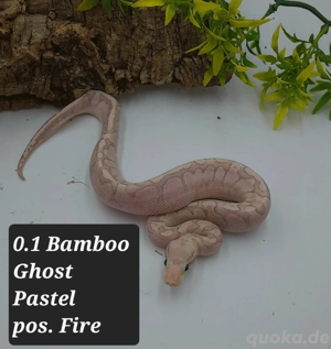 0.1 Bamboo Ghost Pastel pos. Fire