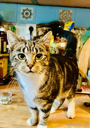 Allerliebste BKH  Rassemixe 