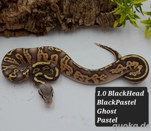 1.0 BlackHead BlackPastel Ghost Pastel