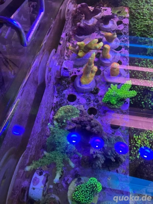 Meerwasser Korallen Ableger Sps Lps Steinkorallen