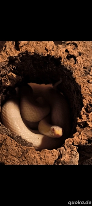 Kornnattern Subadult - Adult (1-4 Jahre)