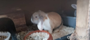 Junghasen Mix zwischen Zwergwitter und Löwenkopf 5 Monate