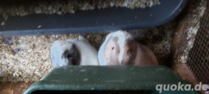 Zwergwidder- Löwenkopfmix Weibchen 