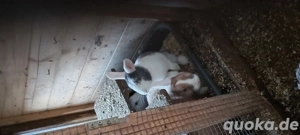 Zwerhasen  Weiblich und Mnlich