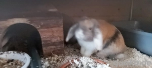 Zwergwidder 4 Monate