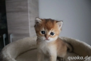 Süßes BKH  Golden Kitten 