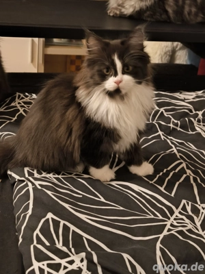 zuckersüße Maine Coone Ragdoll mix 