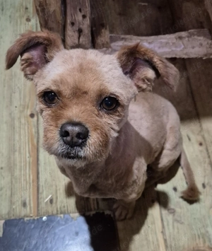 Rüde Cookie sucht seine Menschen