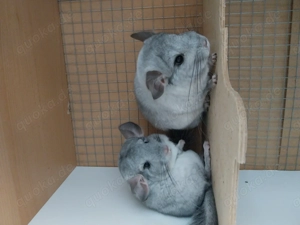 Chinchilla Brüder abzugeben 