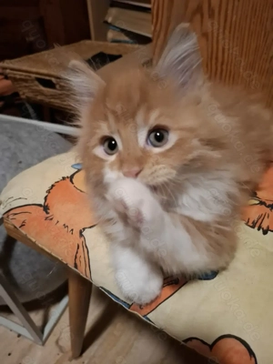 Niedliche Maincoon Babys abgabebereit 