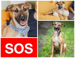 Wenn Welpe Tim nicht innerhalb kurzer Zeit ein Zuhause findet, landet er im Tierheim.