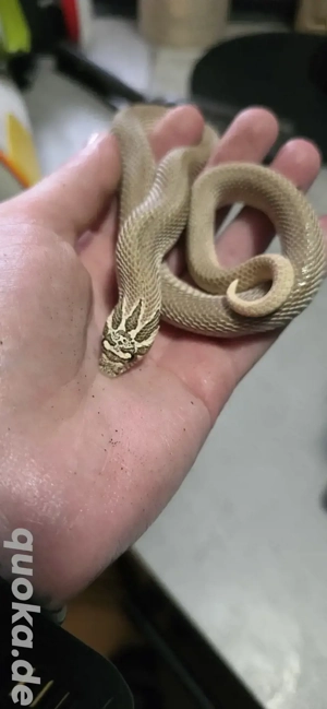 0.1 Arctic Superconda Hakennasennatter 