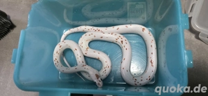 0.1 Palmetto Kornnatter 