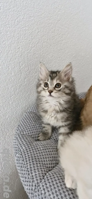 Kurilian Bobtail Kitten Katzenbaby Katze Kater mit Stammbaum 