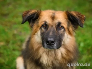 Neuanfang für den liebenswerten Joschi gesucht