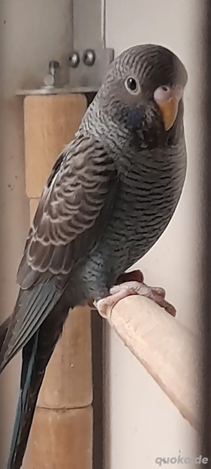 Wellensittiche Double Black, Blackface Spalt Blackwing 