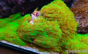 korallen,euphylias,scheibenanemonen,weichkorallen,meerwasser weihnachtsangebote auch ganze stöcke!!!