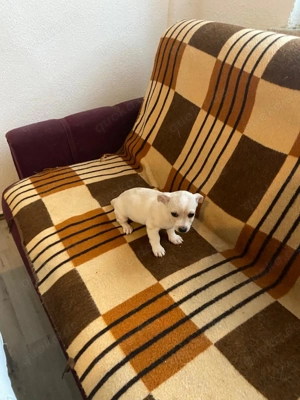 Hunde Verkauf  Chihuahua 