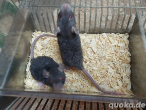 Junge Ratten in tollen Farben  Bild 2