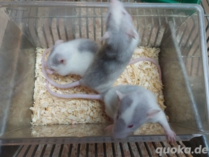 Junge Ratten in tollen Farben  Bild 3