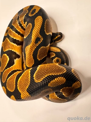 Classic het. clown 1.0