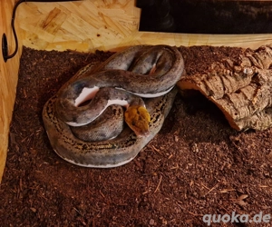 Netzpython Pied Dame 