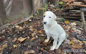 Kuschel-Expertin Florentine sucht Zuhause