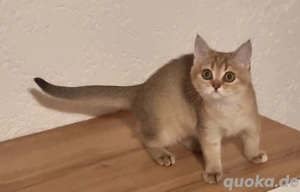 Wunderschöne reinrassige BKH Kitten abgabebereit 