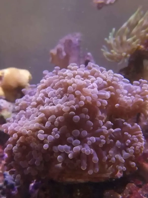 Euphillia, Euphillien, Steinkoralle, Korallen, Ableger, Salzwasser, Aquarium, Auflösung