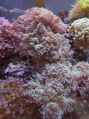 Euphillia, Euphillien, Steinkoralle, Korallen, Ableger, Salzwasser, Aquarium, Auflösung Bild 3