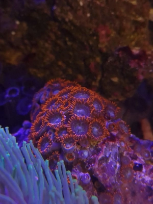 Euphillia, Euphillien, Steinkoralle, Korallen, Ableger, Salzwasser, Aquarium, Auflösung Bild 5
