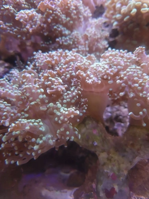 Euphillien, Euphillia, Korallen, Ableger, Salzwasser, Aquarium, Auflösung