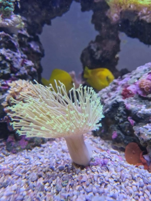 Euphillien, Euphillia, Korallen, Ableger, Salzwasser, Aquarium, Auflösung Bild 9