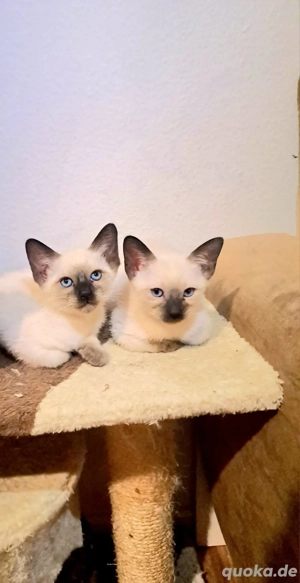 siam Kätzchen 