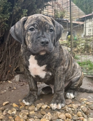 American Bully XL Welpen