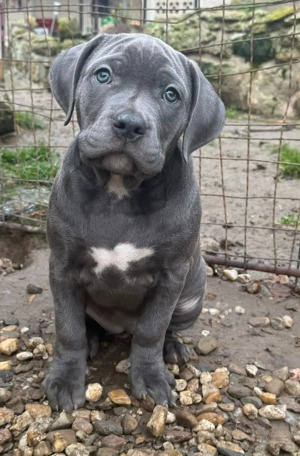 American Bully XL- Blue 