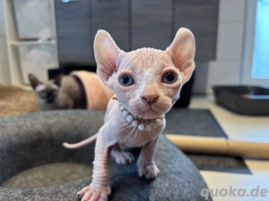 Sphynx odd eyed Mädchen mit Stammbaum 
