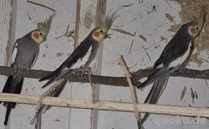 Standardnymphensittiche  Nymphensittiche