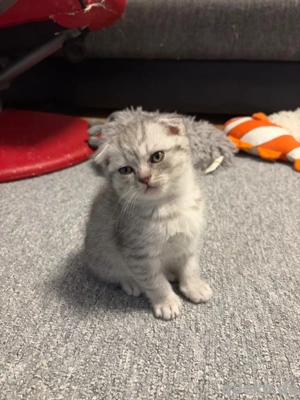 süße Britische Kurz haar kätzchen zu verkaufen