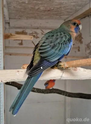 Pennantsittich orange 2025