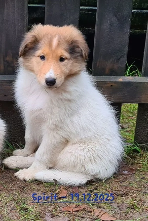 Ein Weißer Collie Welpe Rüde mit Ahnenpass sucht Familienanschluss