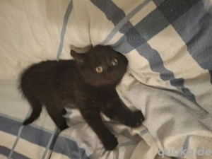 Britisch kurzhaar  Kätzchen 