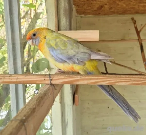 Pennantsittich silbergelborangepastell