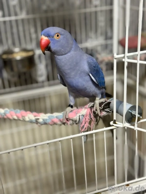 Halsbandsittich (weiblich) mit Käfig abzugeben