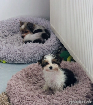Traumhafte Biewer Yorkie Hündin Pupi (6 Mon.)   sozial & lernwillig