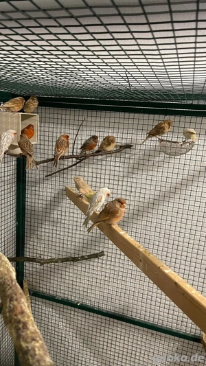 Kanarienvögel Kanarie