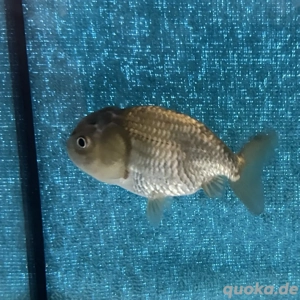Goldfisch Schleierschwanz Ranchu 